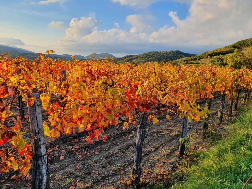 Z naravno protivetrno zaščito proti eroziji prsti