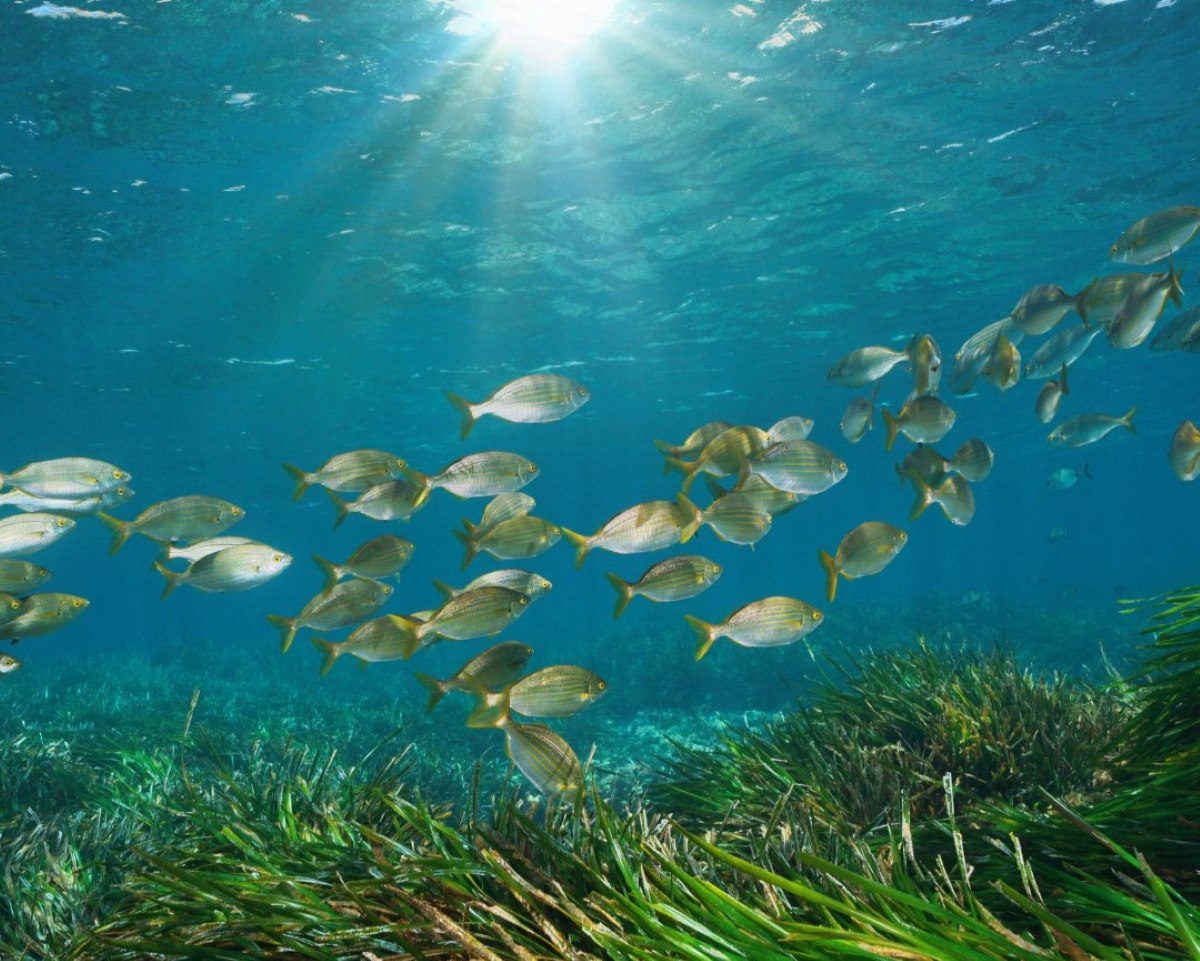 Nove investicije EU v zdravje evropskih voda