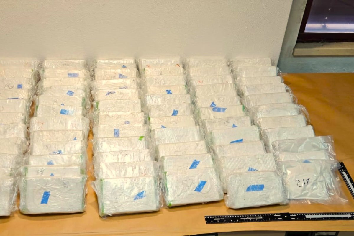 Do serije aretacij so kokain uspešno skrivali v kravjih kožah