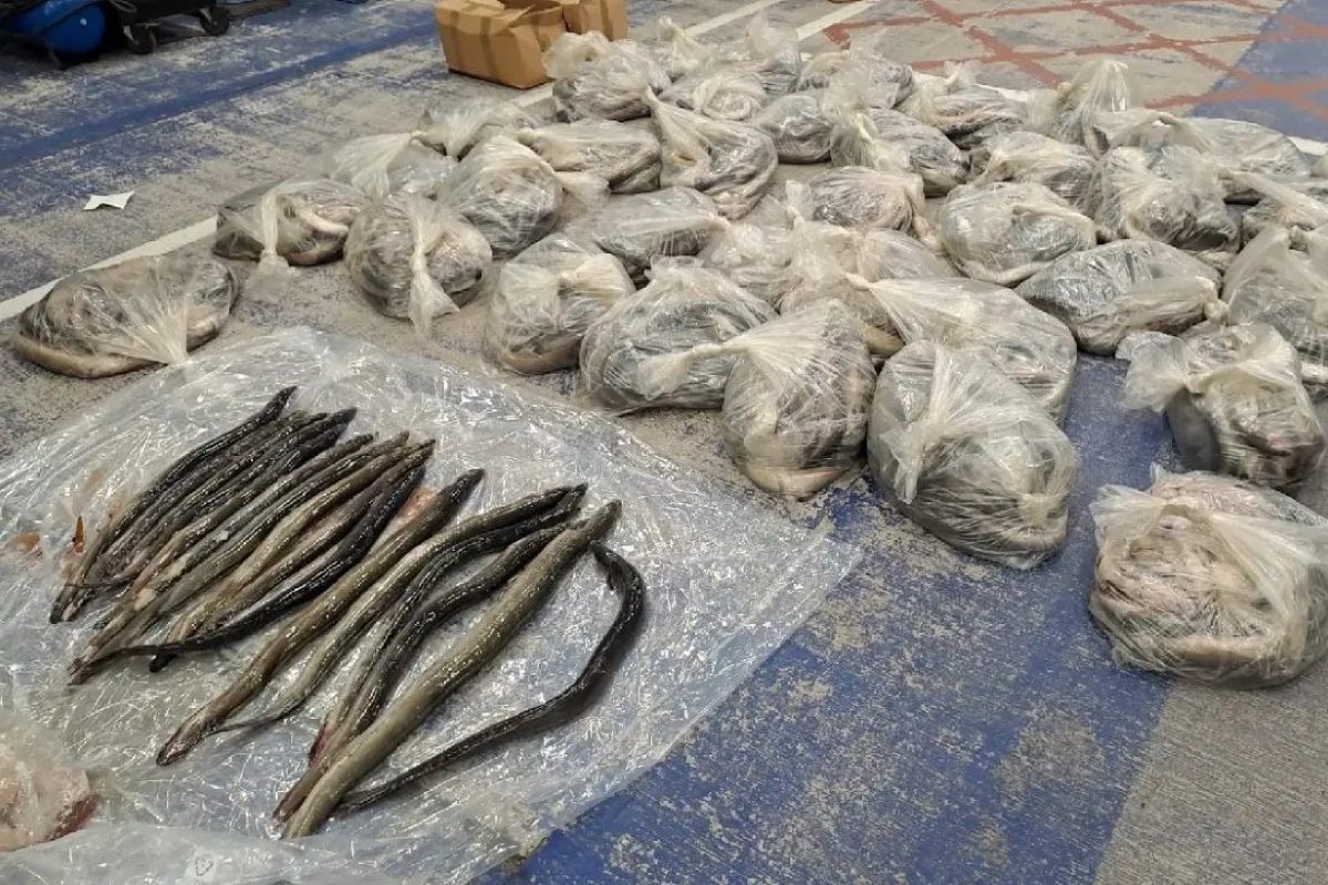 Ilegalni trg steklenih jegulj prinaša do 3 milijarde evrov letno