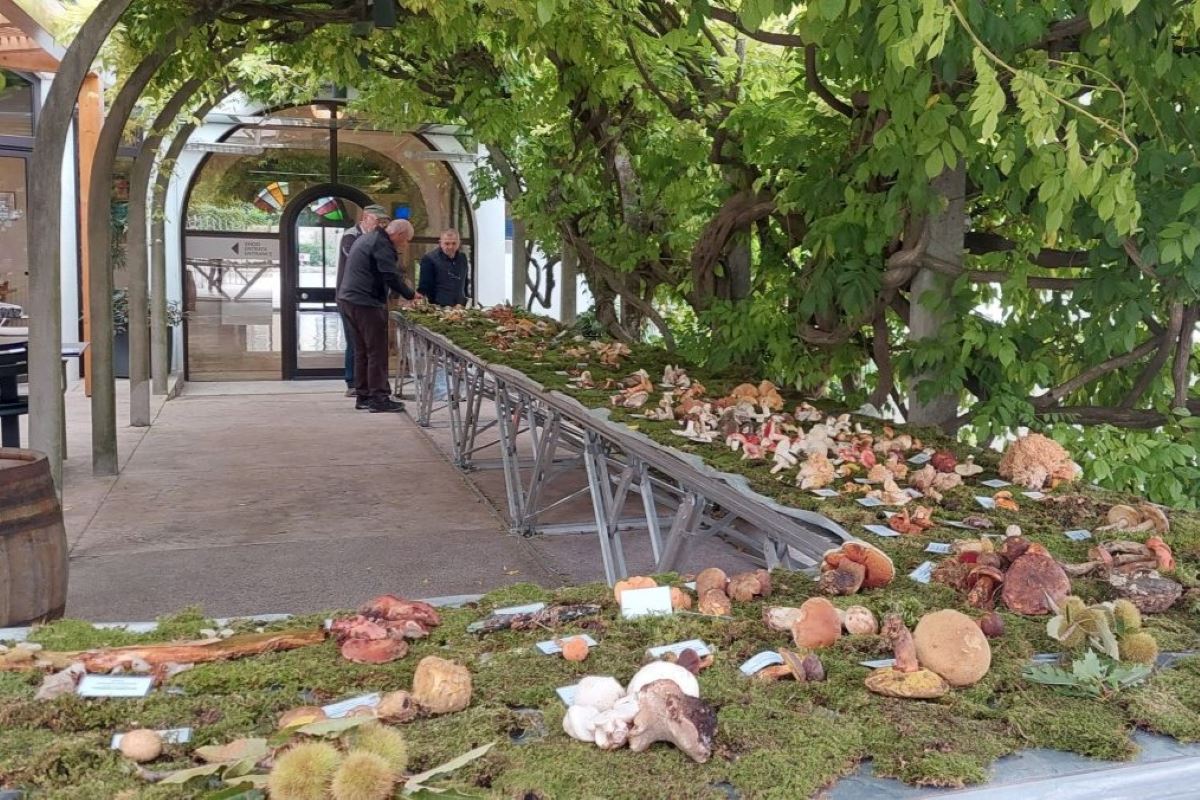 Nova Gorica bo prihodnji teden v znamenju gob 
