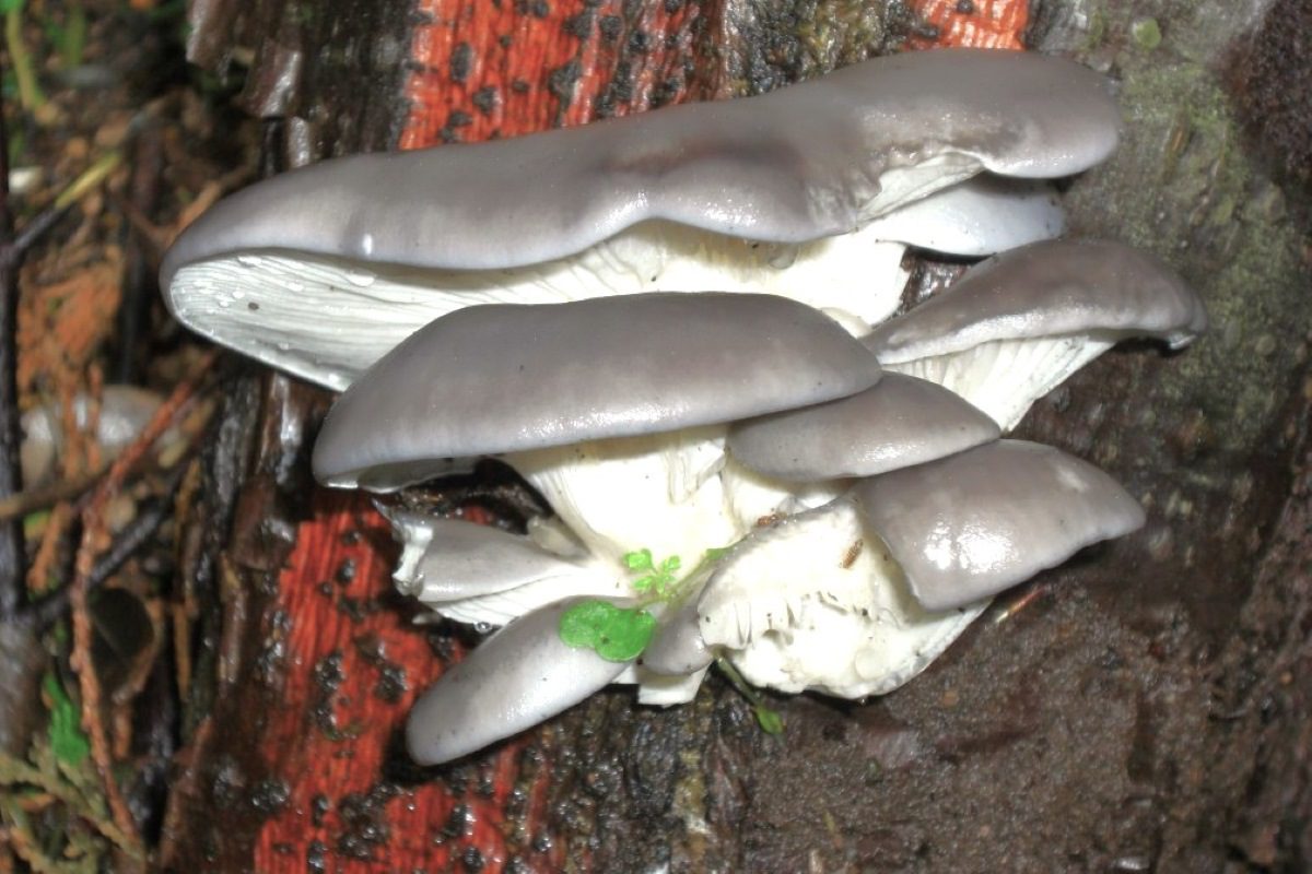 Odpadni tekstil in gobe za toplotno izolacijo