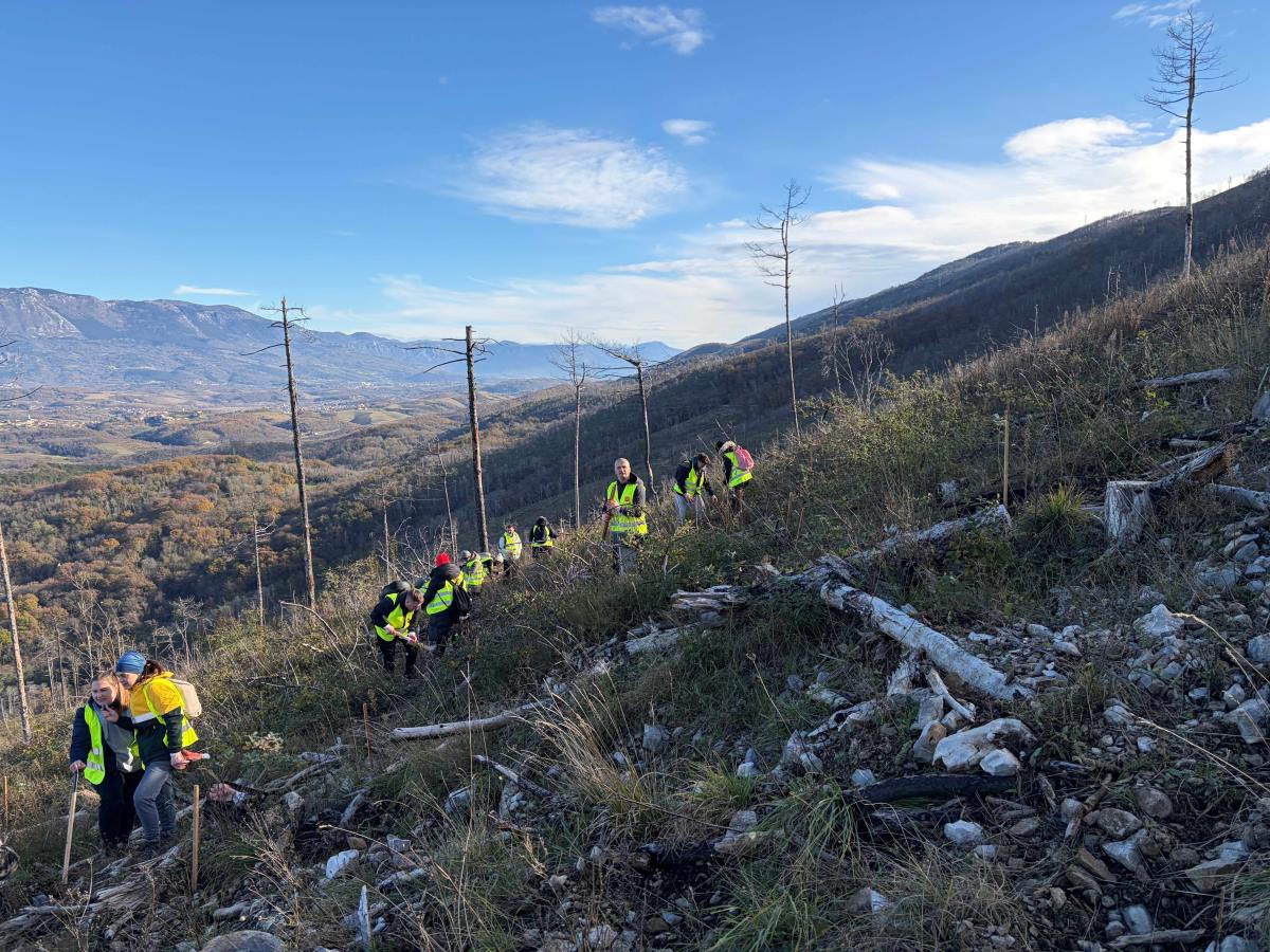 Zaposleni v McDonald'su so znova pomagali pri obnovi gozdov 
