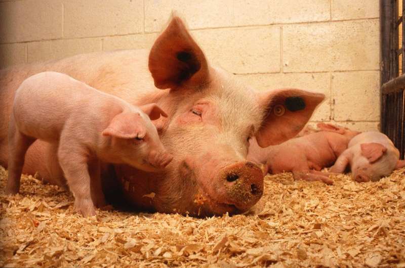 Spletni seminar za obrambo pred nevarnimi boleznimi domačih živali 