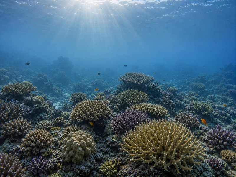 Nova raziskava: koralni grebeni niso vsi obsojeni na propad zaradi podnebnih sprememb 1 koralni grebeni v oceanu