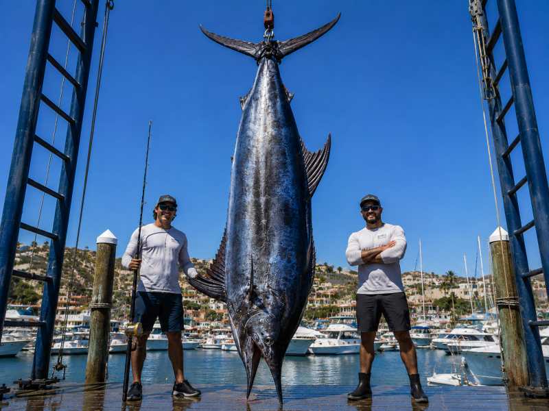 orjaski modri marlin 572 kg