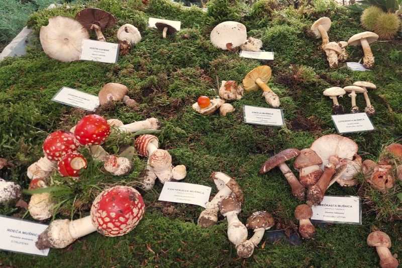 Tradicionalni novogoriški gobji teden je že pred vrati 