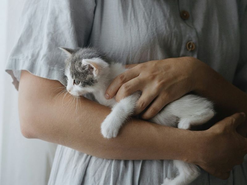 macka ob lastniku hormonska povezava